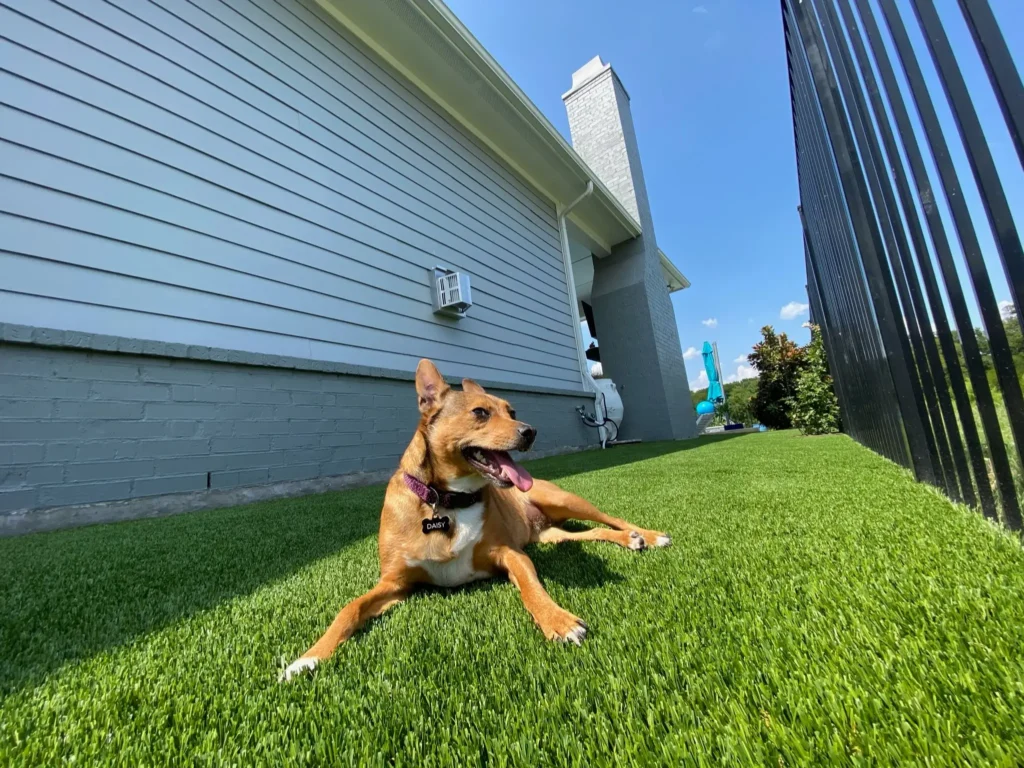 Relaxed tan dog with a purple collar named Daisy lying on lush green artificial grass in a sunny backyard with a view of a residential home's gray siding and a clear blue sky.