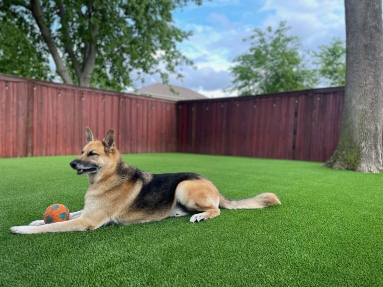 German Shepherd lying on lush green grass with a ball, with a wooden fence and a tree in the background.