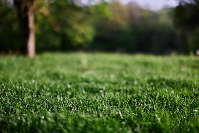 Innovations in Turf: Transforming Sports Fields and Residential Lawns for the Future