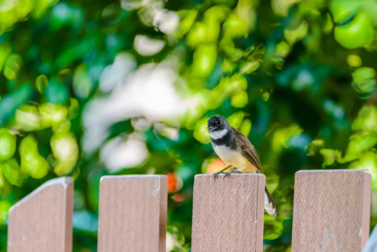 Attracting Birds to Your Backyard: Simple Strategies for a Wildlife Haven