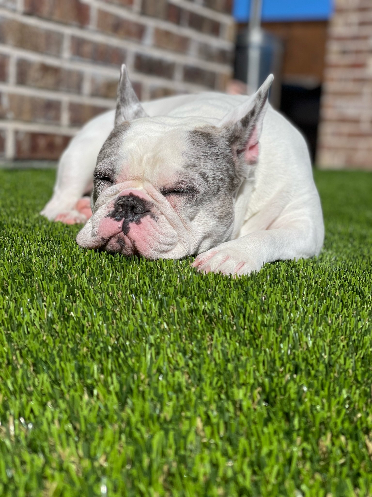 Beautiful white pet resting on a lush green artificial turf