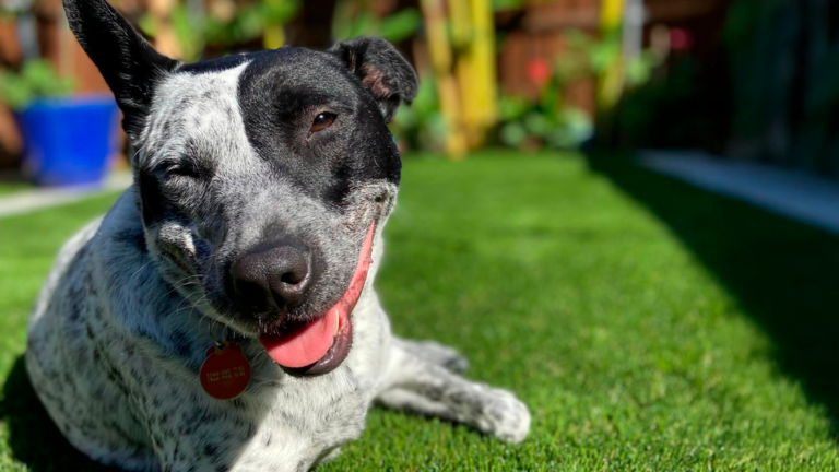 Happy dog relaxing on fake grass in a sunny yard. Artificial turf is safe for pets and easy to clean, even with dog pee.