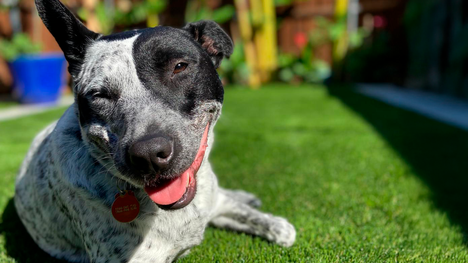 Happy dog relaxing on fake grass in a sunny yard. Artificial turf is safe for pets and easy to clean, even with dog pee.