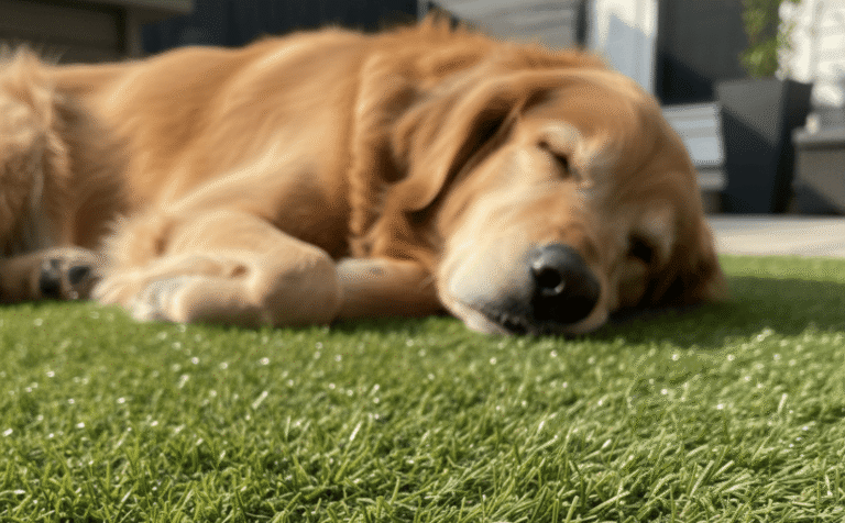 best artificial grass for dogs
