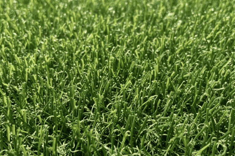 Turf Grass