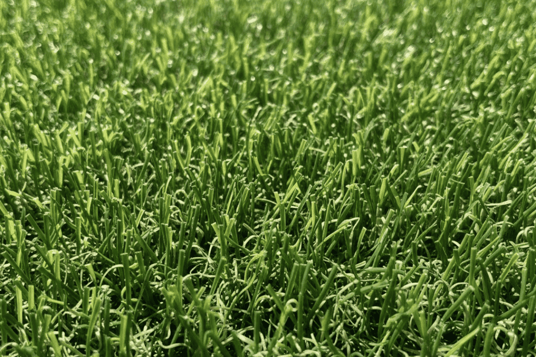 Turf Grass