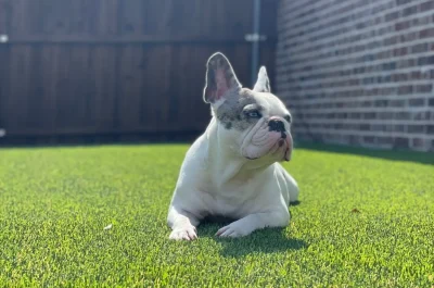 French Bulldog sitting on a lush green artificial turf in a sunny backyard, with a wooden fence and brick wall of a house in the background.